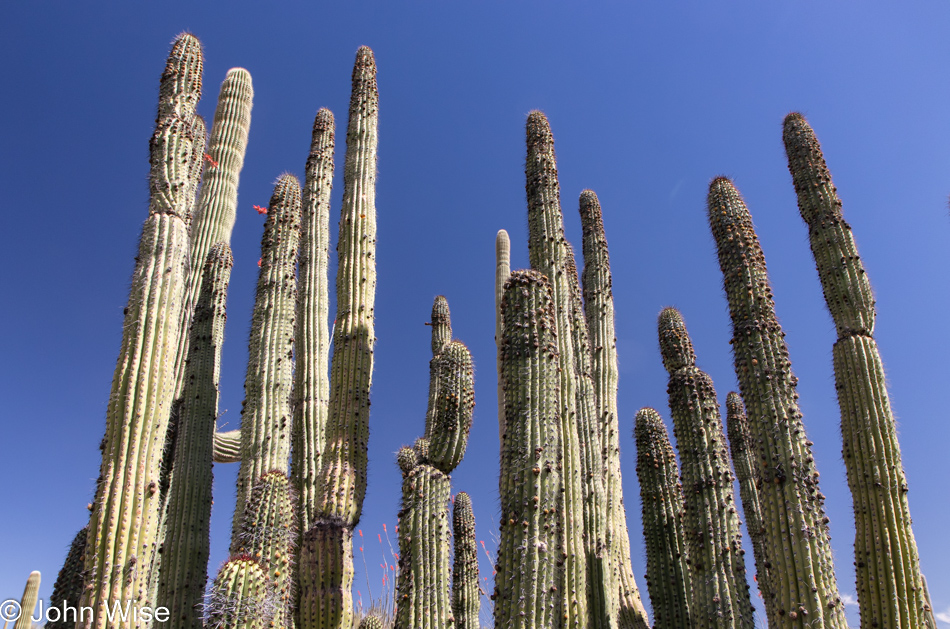 Organ Pipe Cactus National Monument in Ajo, Arizona