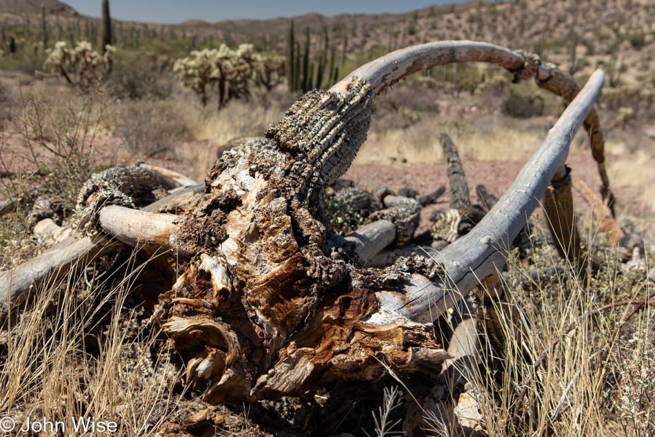 Organ Pipe Cactus National Monument in Ajo, Arizona