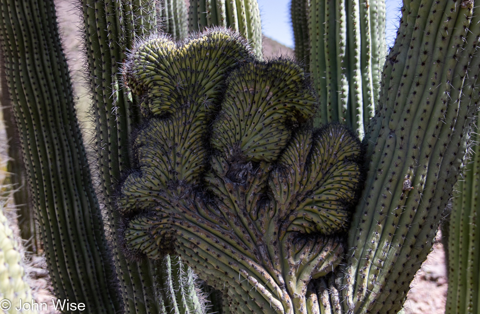 Cristate Cactus at Organ Pipe Cactus National Monument in Ajo, Arizona
