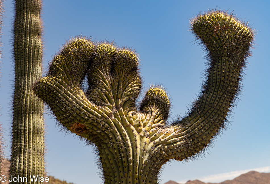 Cristate Cactus at Organ Pipe Cactus National Monument in Ajo, Arizona