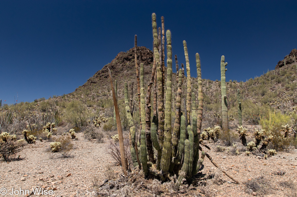 Organ Pipe Cactus National Monument in Ajo, Arizona