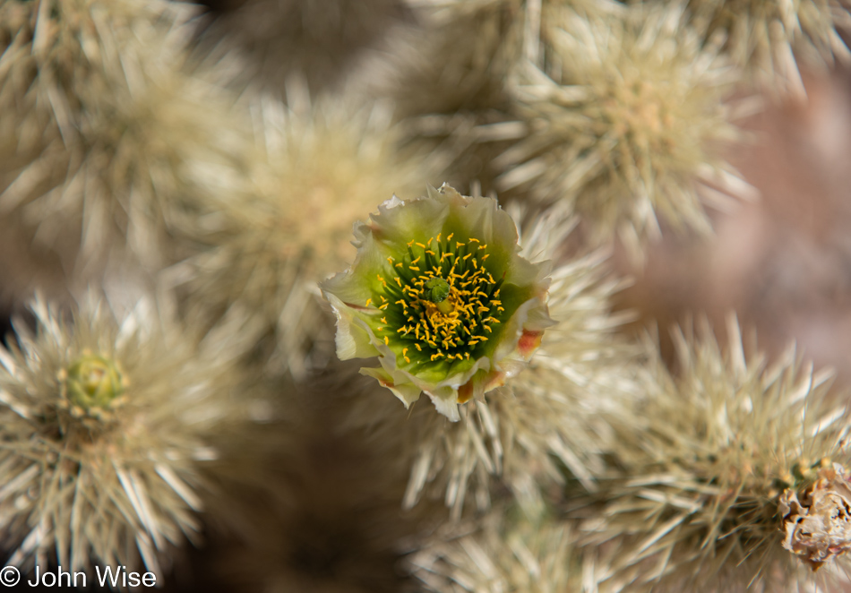 Organ Pipe Cactus National Monument in Ajo, Arizona