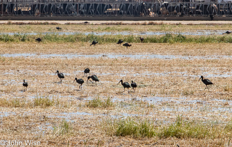 Glossy Ibis roadside in Arlington, Arizona