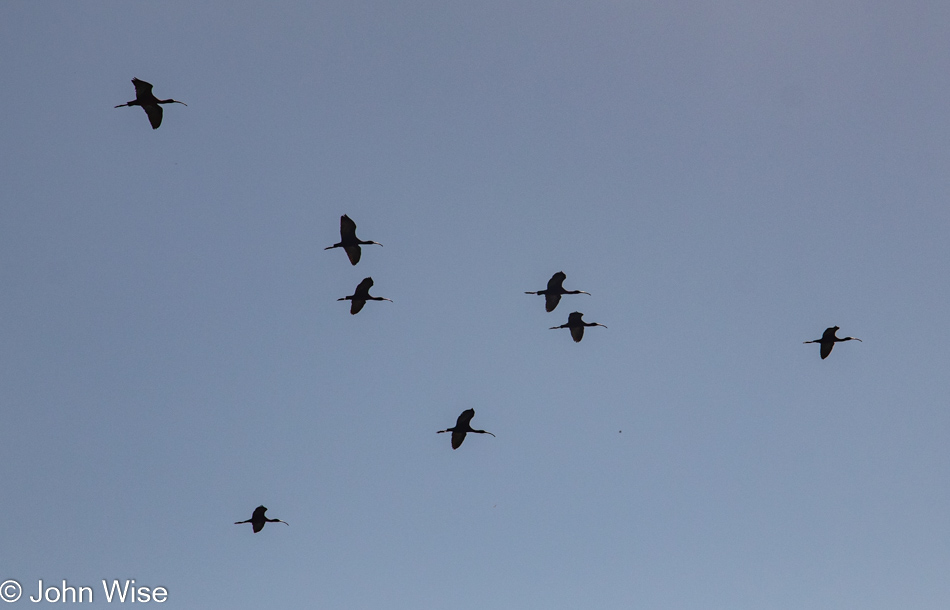 Glossy Ibis roadside in Arlington, Arizona