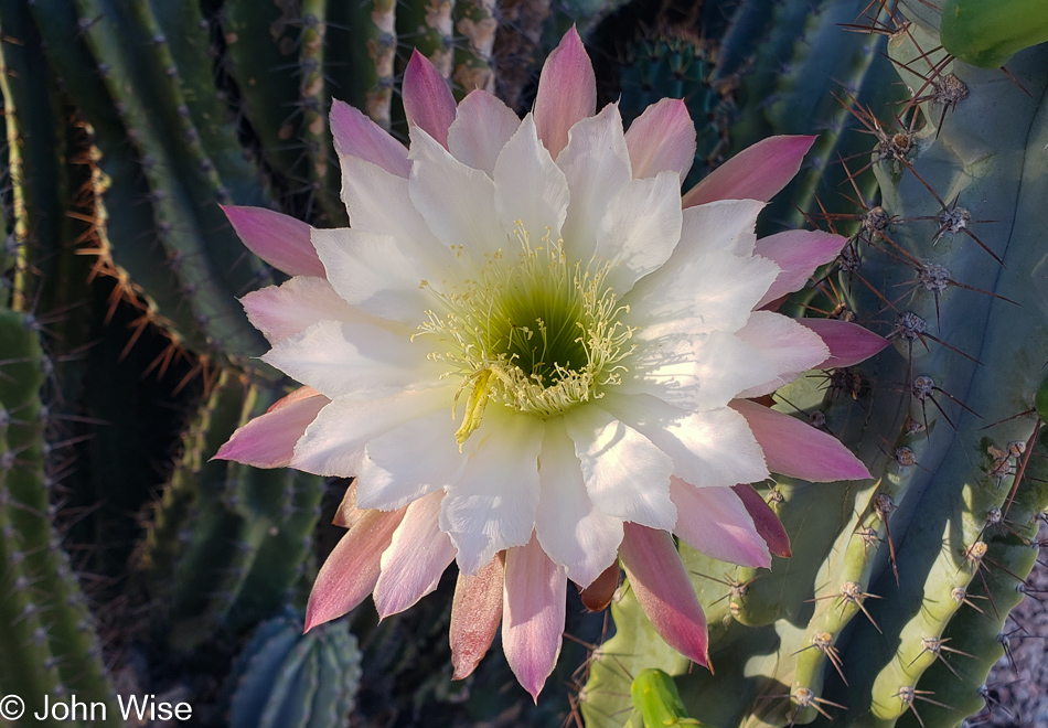 Cactus Flower in Phoenix, Arizona