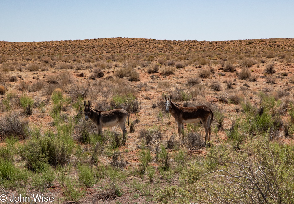 Donkeys at Homolovi State Park in Winslow, Arizona