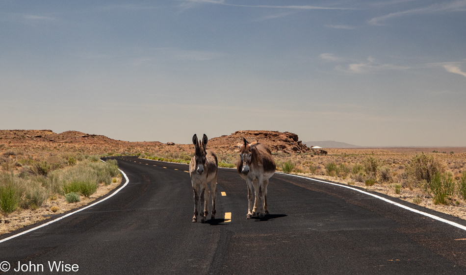Donkeys at Homolovi State Park in Winslow, Arizona