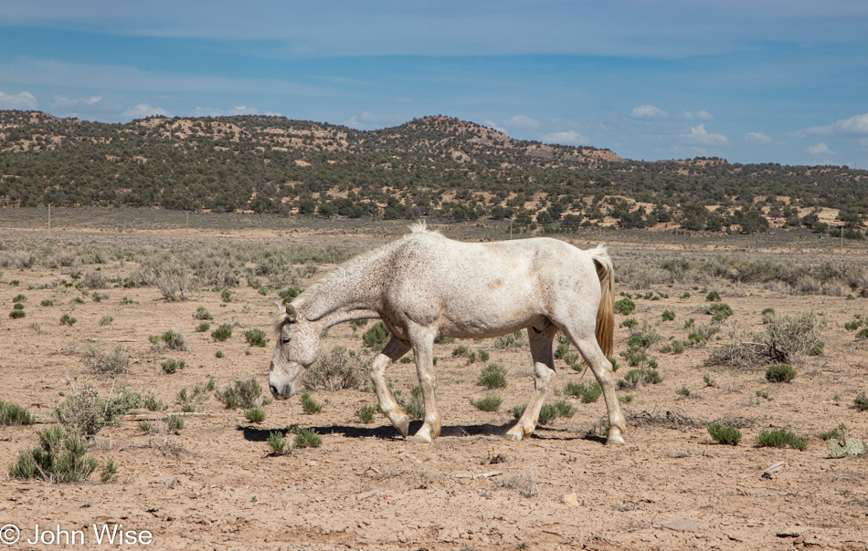 Somewhere between Indian Route 4 and Route 41 on Hopi Lands in Arizona