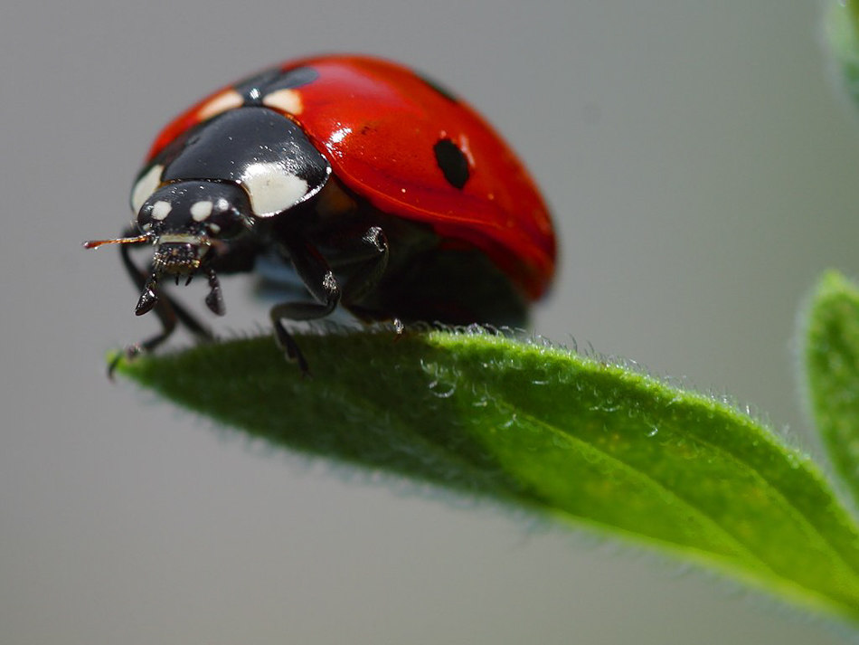Lady Bug from public domain source