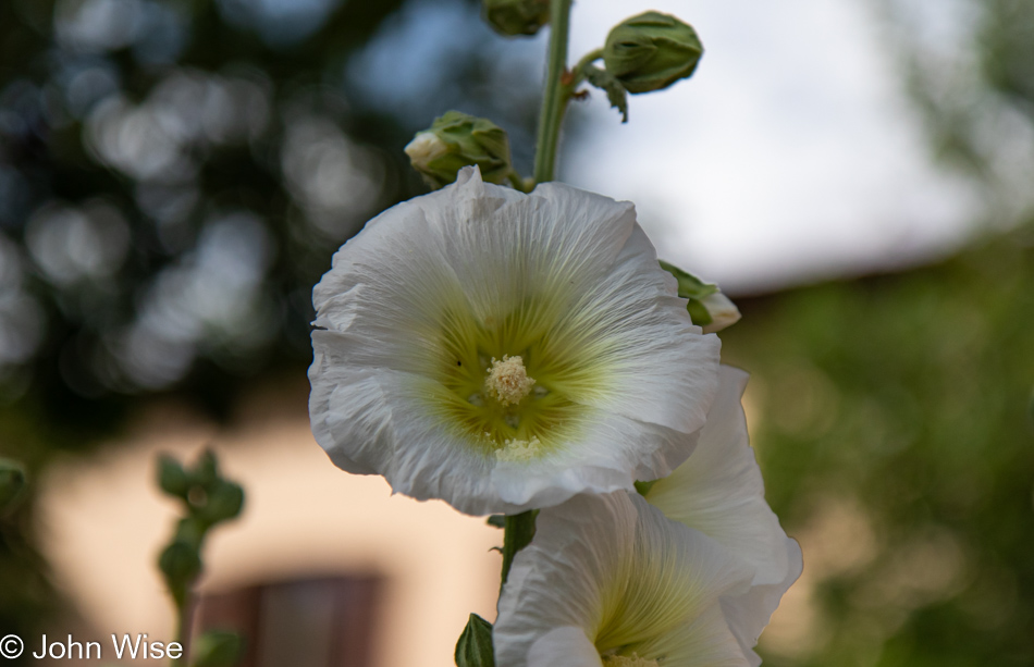 Flower at the La Posada Hotel in Winslow, Arizona