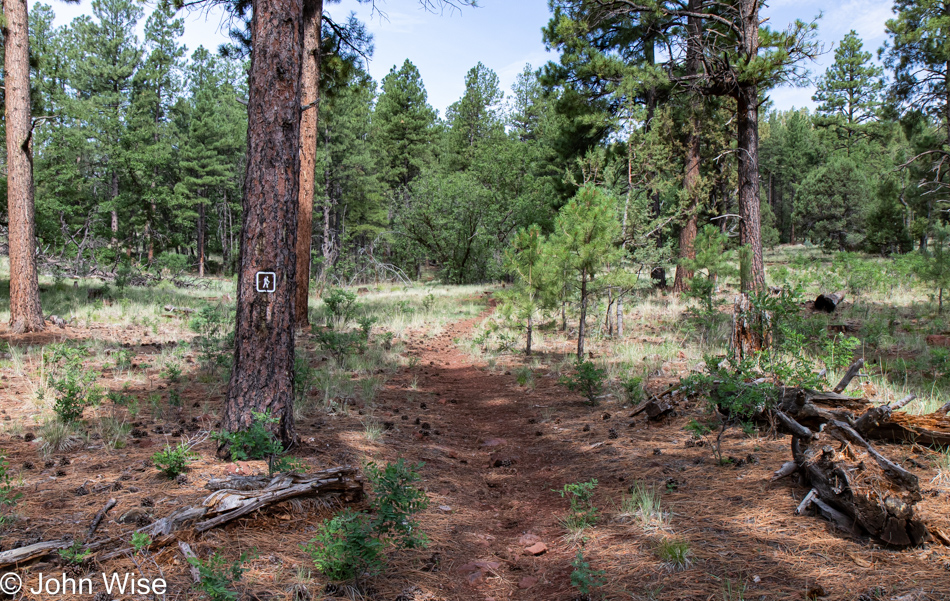 Sycamore Rim Trail in Williams, Arizona