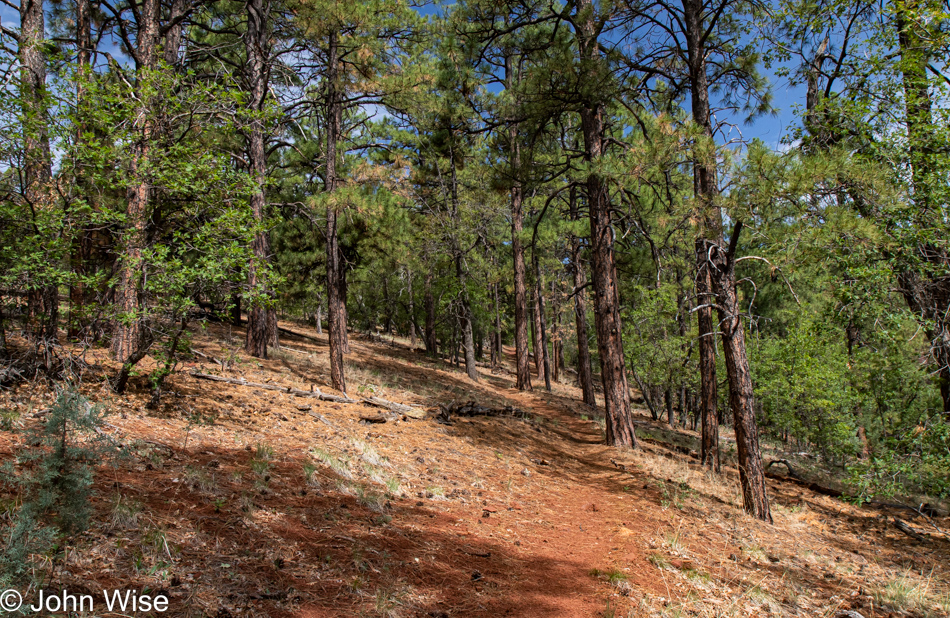 Sycamore Rim Trail in Williams, Arizona