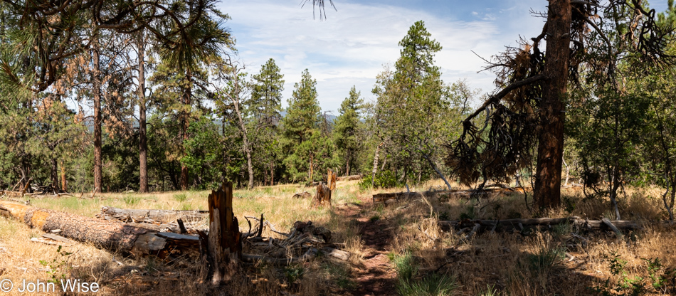 Sycamore Rim Trail in Williams, Arizona