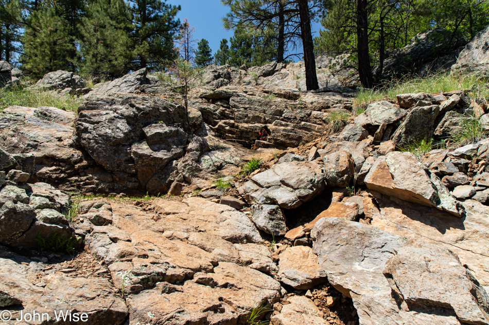 Sycamore Rim Trail in Williams, Arizona