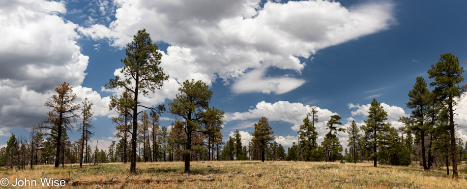 Sycamore Rim Trail in Williams, Arizona