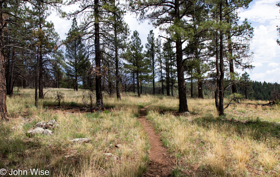 Sycamore Rim Trail in Williams, Arizona