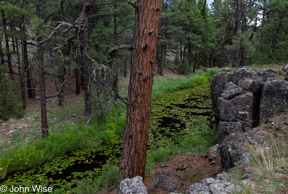 Sycamore Rim Trail in Williams, Arizona