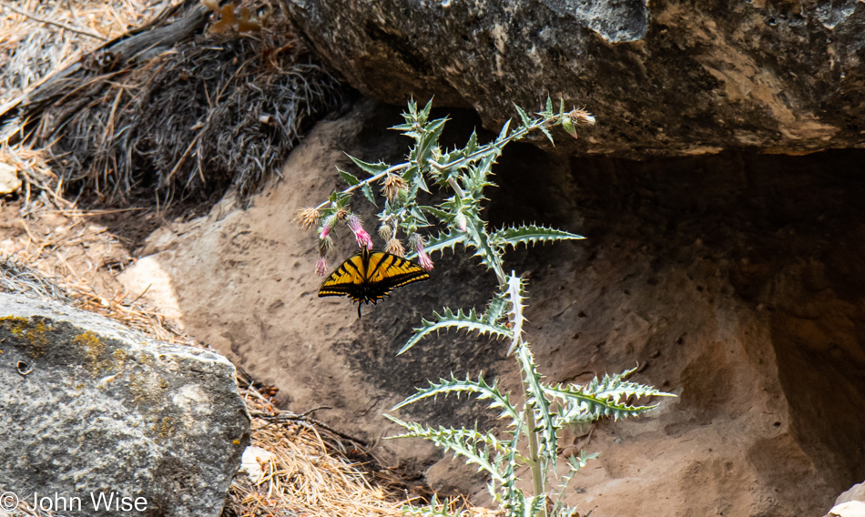 Walnut Creek via AZT Walnut Canyon in Flagstaff, Arizona