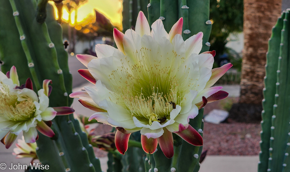 Cactus flower in Phoenix, Arizona