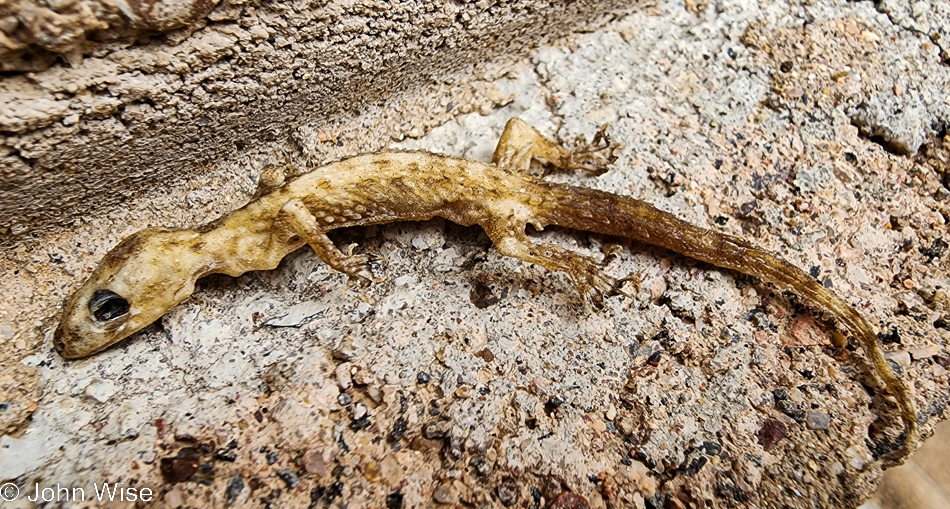 Dried Gecko