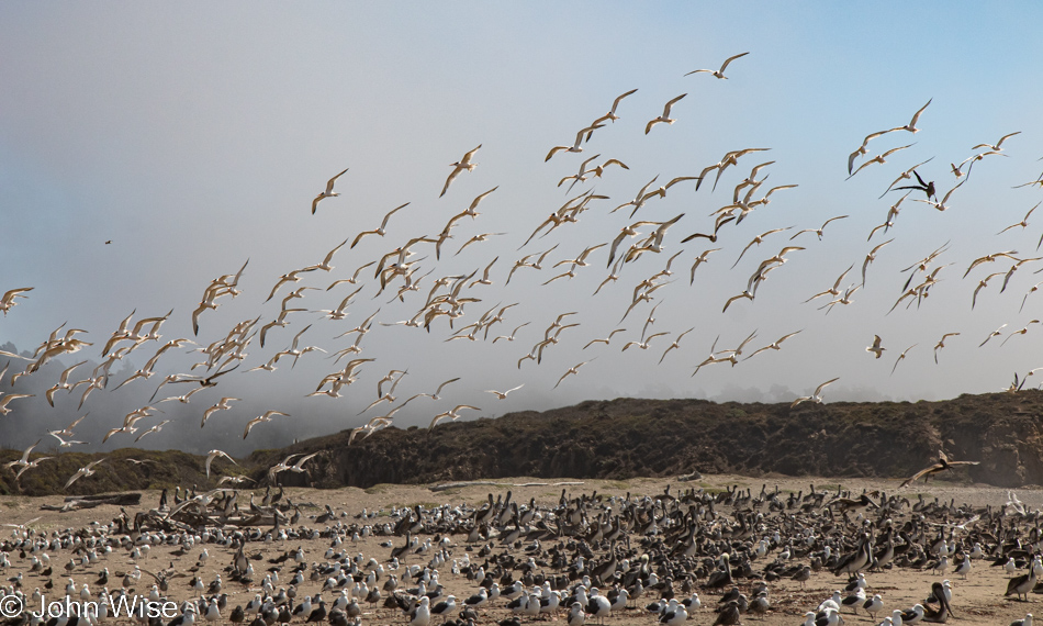 Shore Birds off Highway 1, California