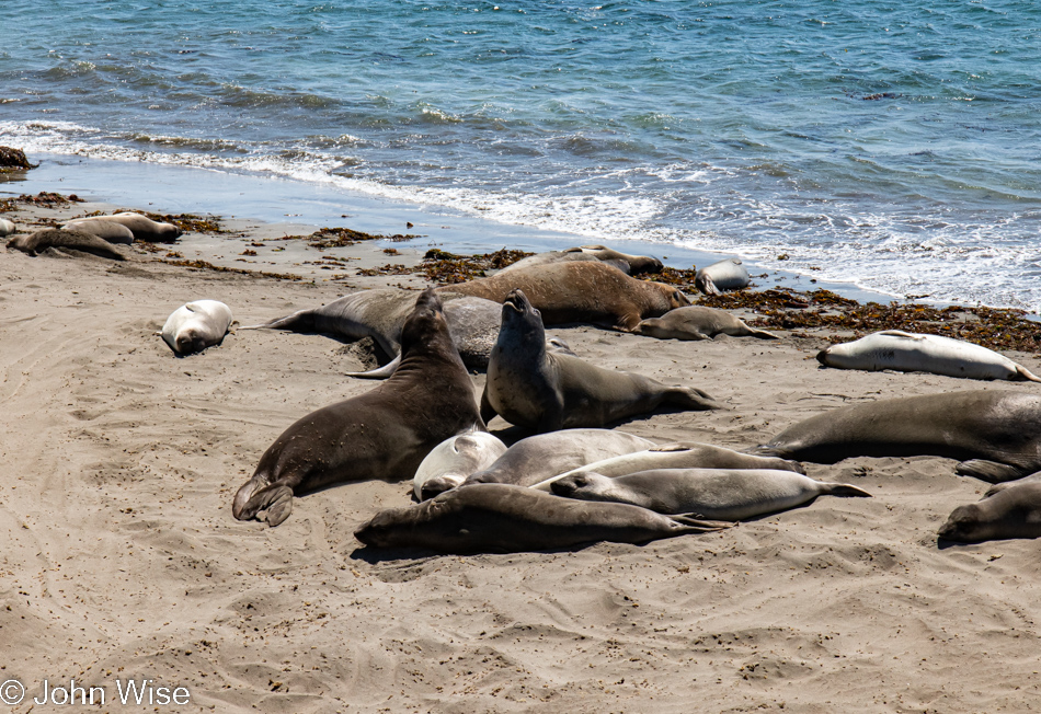 Elephant Seals in San Simeon on Highway 1, California