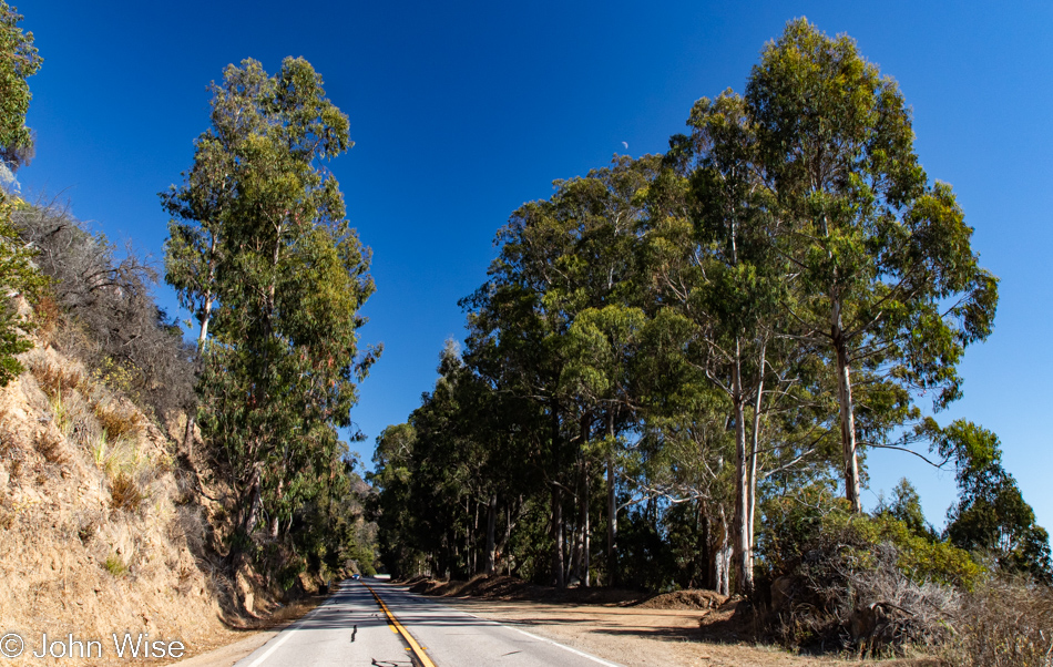 Eucalyptus trees lining Highway 1, California