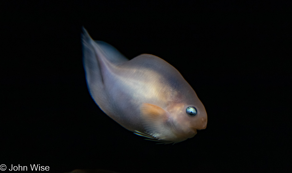 Salmon Snailfish at the Monterey Bay Aquarium in Monterey, California