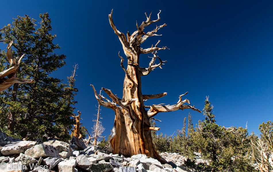 Great Basin National Park in Nevada