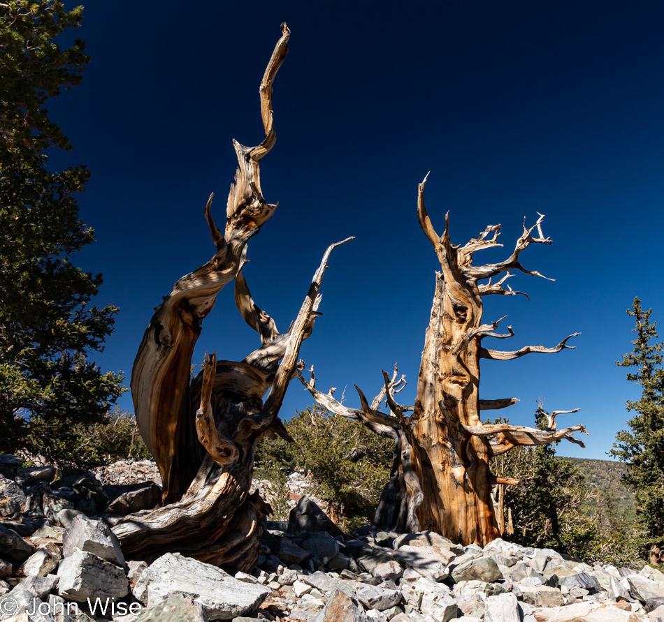 Great Basin National Park in Nevada