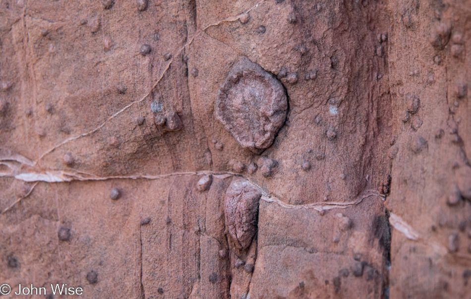 Fossil near Lees Ferry on the Colorado River near the Grand Canyon, Arizona