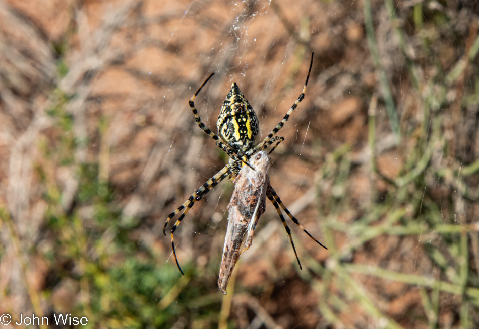 Spider on the Soap Creek Trail between Vermilion Cliffs National Monument and the Grand Canyon in Arizona