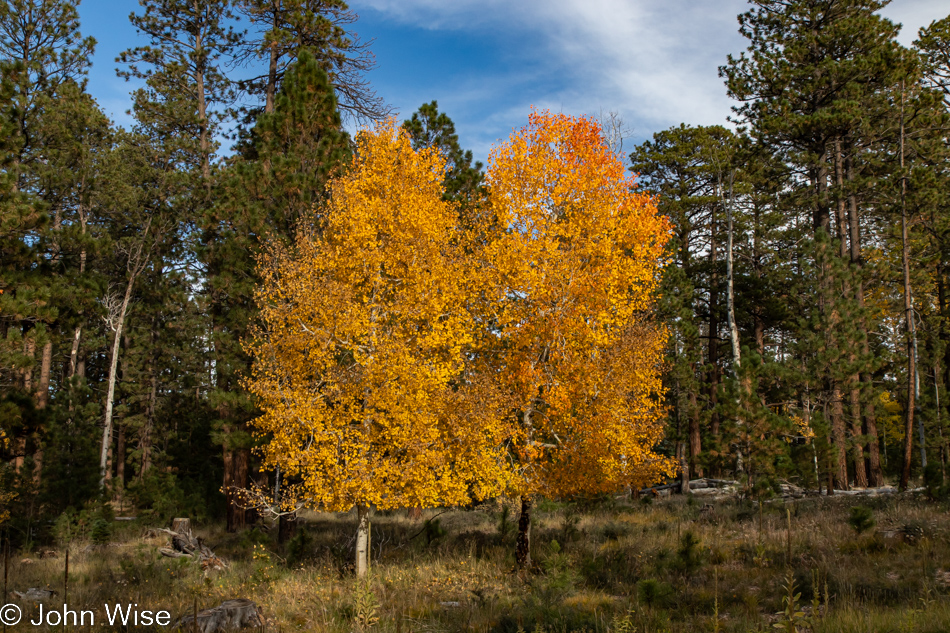 Aspen in fall at the Grand Canyon National Park North Rim, Arizona