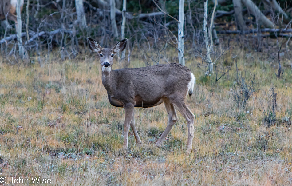 A deer at the Grand Canyon National Park North Rim, Arizona