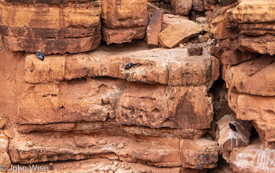 Condors at Navajo Bridge in Marble Canyon, Arizona