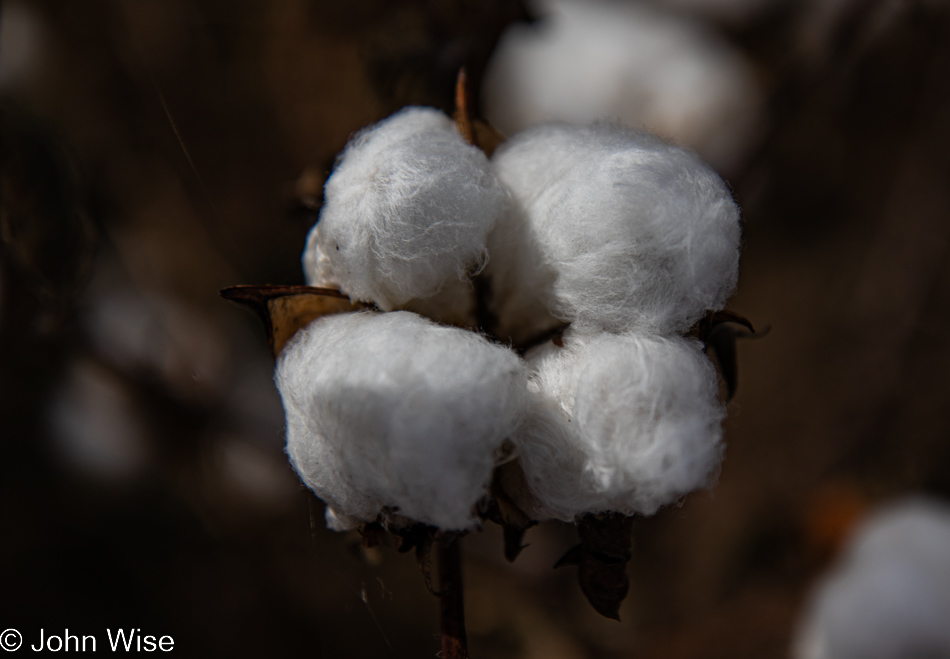 Cotton growing in Virden, New Mexico