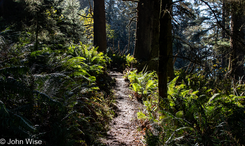 Arch Rock to Secret Beach Trail in Brookings, Oregon