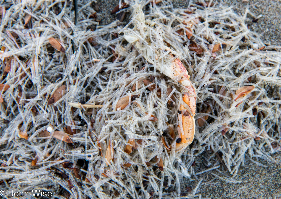 Cellophane Tube Worm casings at Ocean Beach in Florence, Oregon