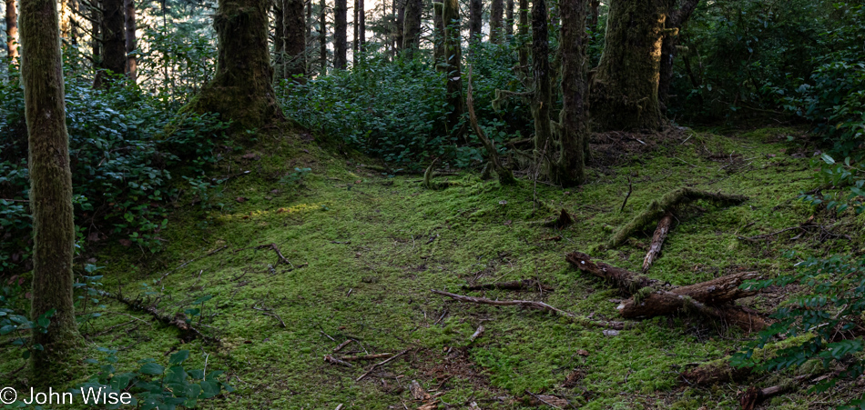 Carl G. Washburne Memorial State Park in Florence, Oregon