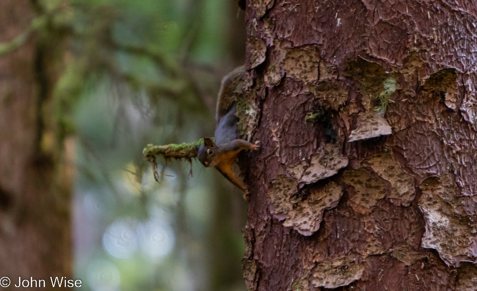 Squirrel at Carl G. Washburne Memorial State Park in Florence, Oregon