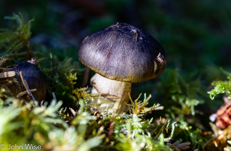 Mushroom at Carl G. Washburne Memorial State Park in Florence, Oregon