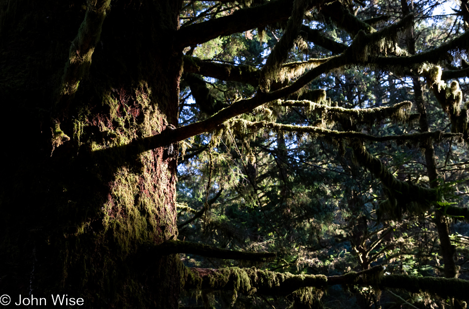 Carl G. Washburne Memorial State Park in Florence, Oregon