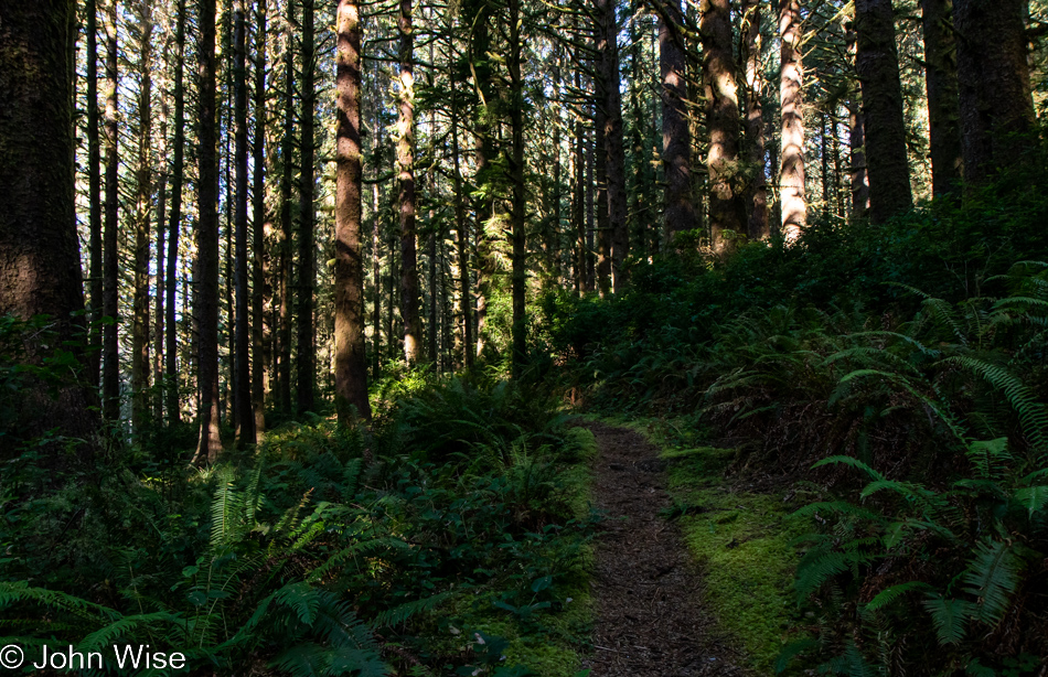 Carl G. Washburne Memorial State Park in Florence, Oregon