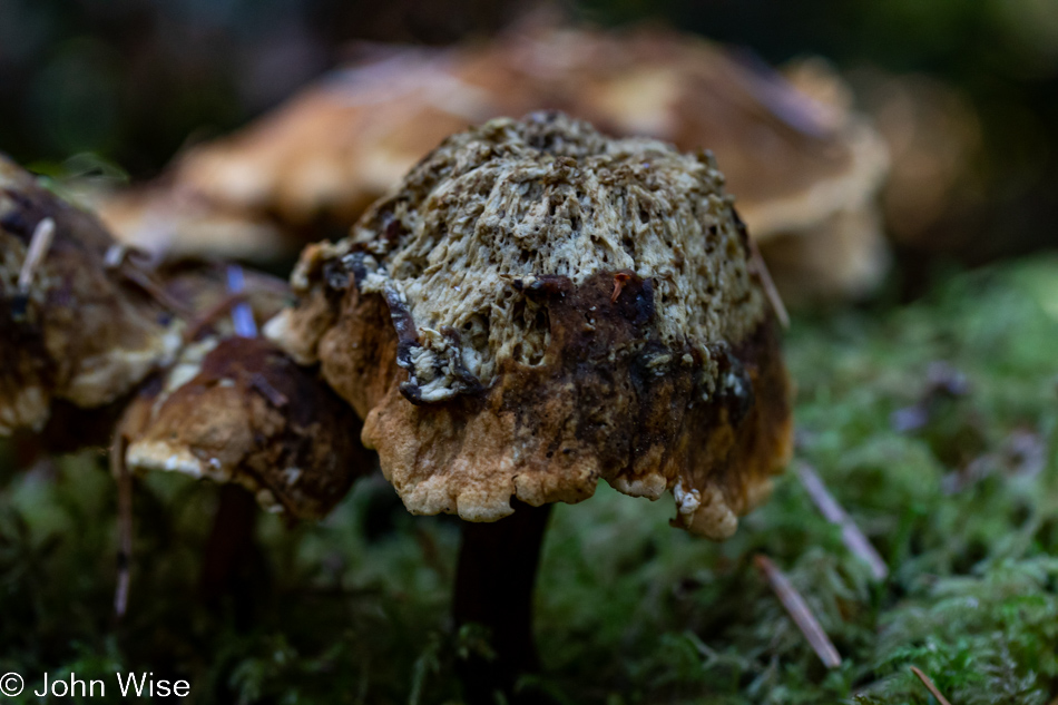 Mushroom at Carl G. Washburne Memorial State Park in Florence, Oregon