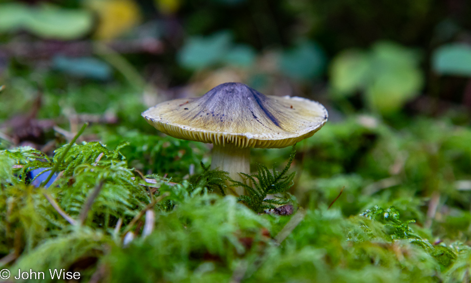 Mushroom at Carl G. Washburne Memorial State Park in Florence, Oregon