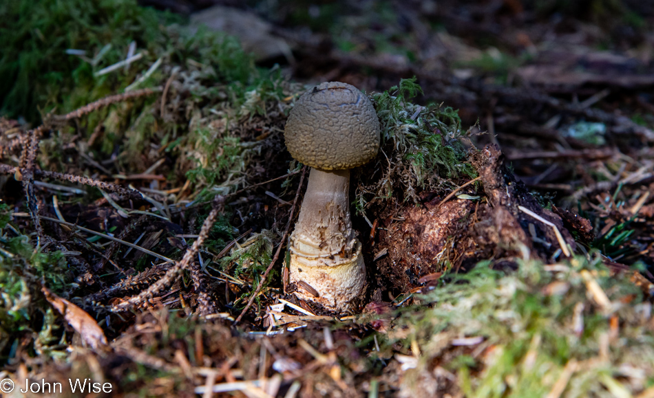 Mushroom at Carl G. Washburne Memorial State Park in Florence, Oregon