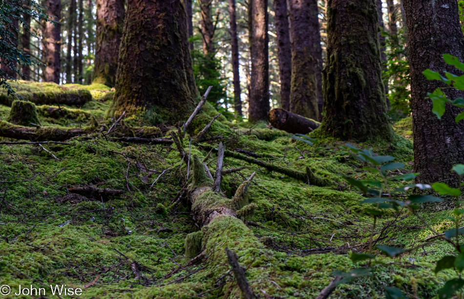 Carl G. Washburne Memorial State Park in Florence, Oregon