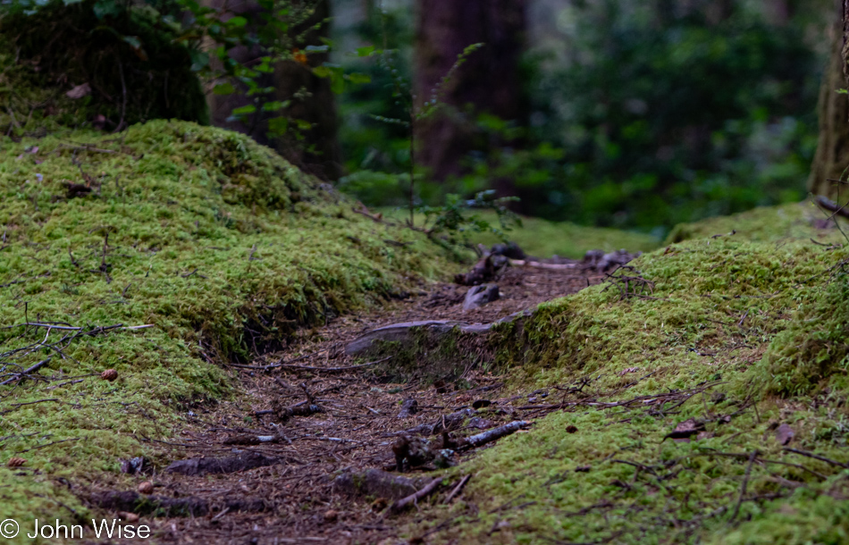 Carl G. Washburne Memorial State Park in Florence, Oregon