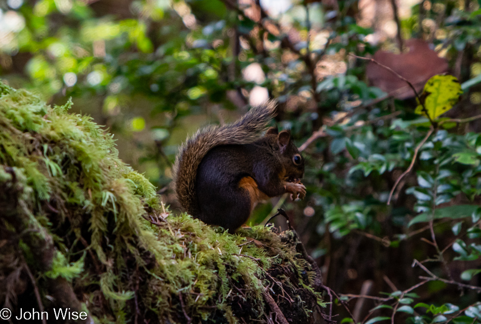 Squirrel at Carl G. Washburne Memorial State Park in Florence, Oregon