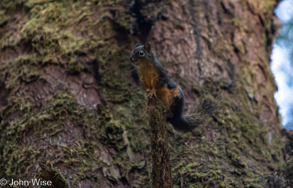 Squirrel at Carl G. Washburne Memorial State Park in Florence, Oregon